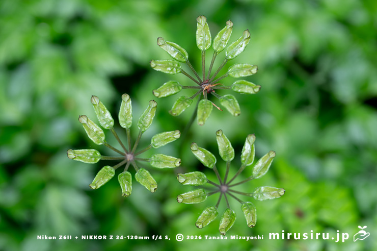 オウレン（セリバオウレン）の未熟な実　厚木市・荻野運動公園野草園　2024/04/19