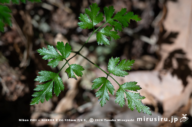 オウレン（セリバオウレン）の葉　平塚市・中吉沢　2025/02/11