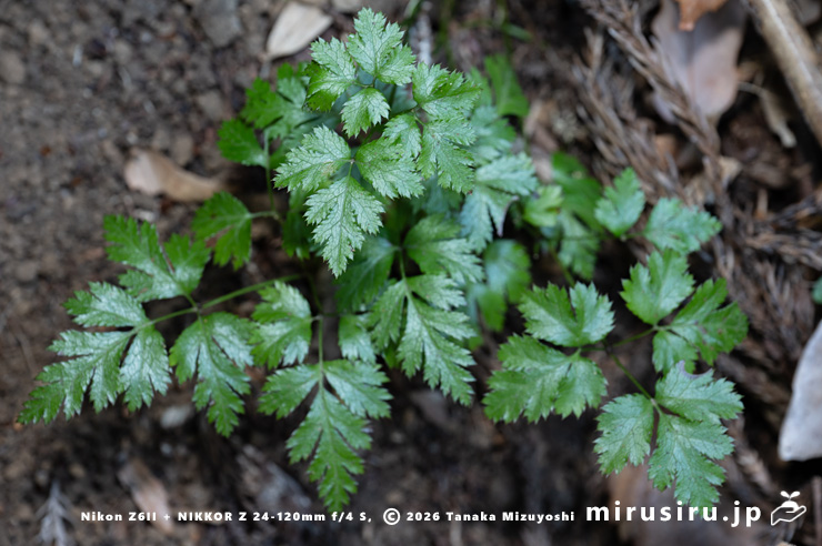 オウレン（セリバオウレン）の葉　平塚市・中吉沢　2025/02/11