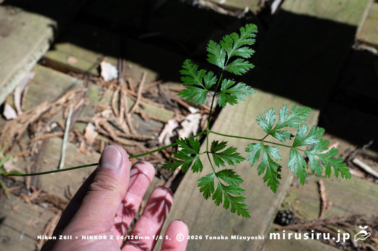 オウレン（セリバオウレン）の大株の葉　平塚市・中吉沢　2025/02/11