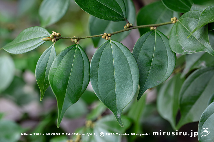テンダイウヤクの葉 小田原市・松永記念館 2025/02/20