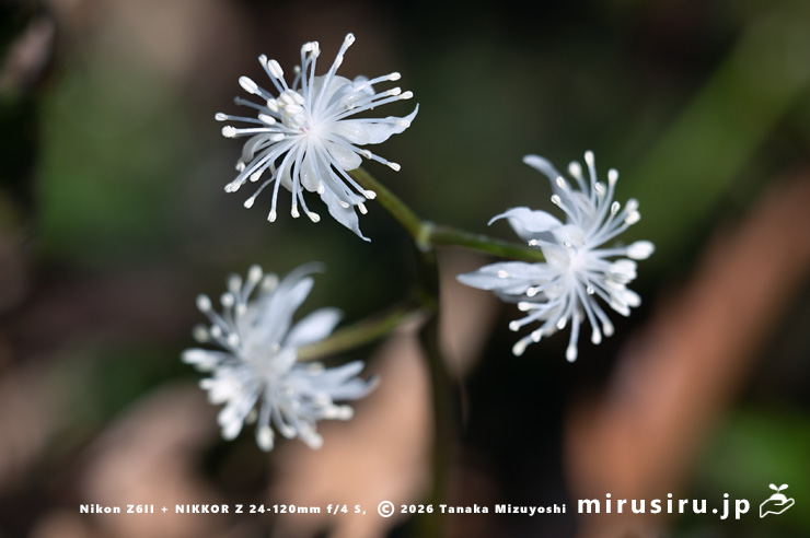 オウレン（セリバオウレン）の雄花　厚木市・荻野運動公園野草園　2025/02/22