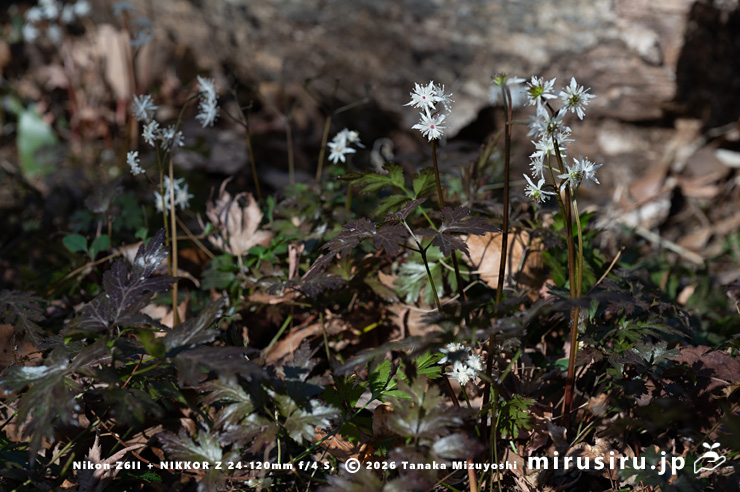 開花中のオウレン（セリバオウレン）　厚木市・荻野運動公園野草園　2025/02/22