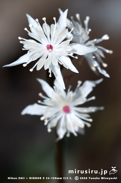 オウレン（セリバオウレン）の雄花　厚木市・荻野運動公園野草園　2025/02/22