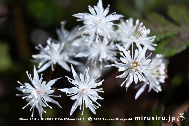 オウレン（セリバオウレン）の雄花と両性花　厚木市・荻野運動公園野草園　2025/02/22
