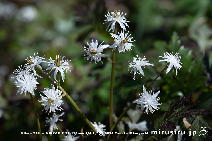 開花中のオウレン（セリバオウレン）　厚木市・荻野運動公園野草園　2025/02/22