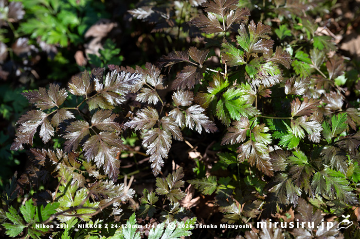 オウレン（セリバオウレン）の葉　厚木市・荻野運動公園野草園　2025/02/22