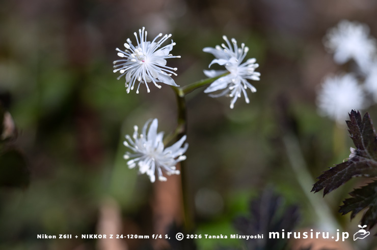 オウレン（セリバオウレン）の雄花　厚木市・荻野運動公園野草園　2025/02/22
