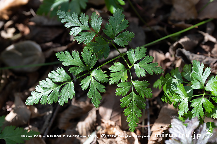オウレン（セリバオウレン）の葉　厚木市・荻野運動公園野草園　2025/02/22