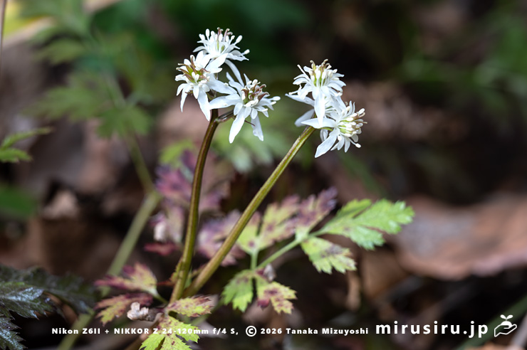 オウレン（セリバオウレン）の両性花　厚木市・荻野運動公園野草園　2025/02/22