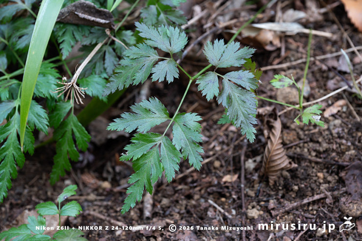 オウレン（セリバオウレン）の葉　厚木市・荻野運動公園野草園　2025/02/22