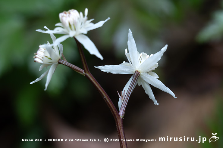 オウレン（セリバオウレン）の両性花　厚木市・荻野運動公園野草園　2025/02/22