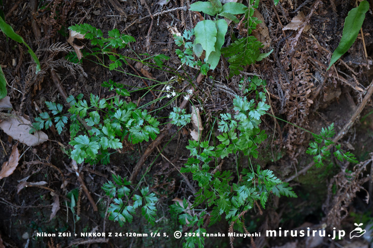開花中のオウレン（セリバオウレン）の大株　平塚市・中吉沢　2025/02/26
