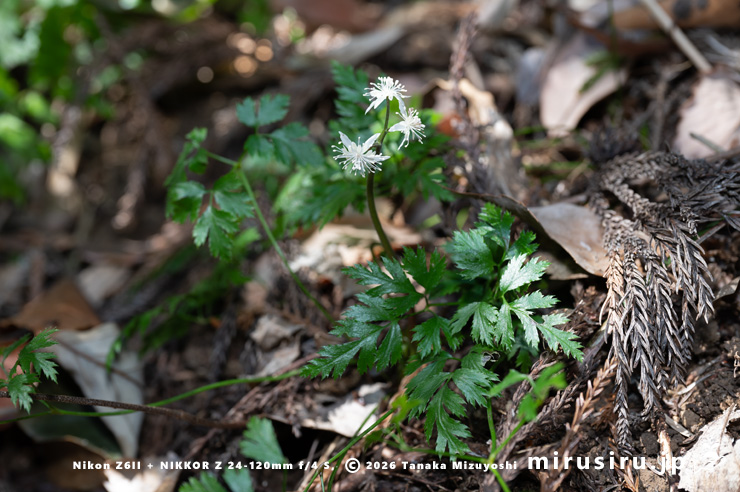 開花中のオウレン（セリバオウレン）　平塚市・中吉沢　2025/02/26
