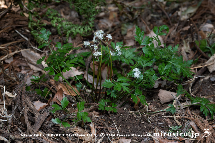 開花中のオウレン（セリバオウレン）　平塚市・中吉沢　2025/02/26
