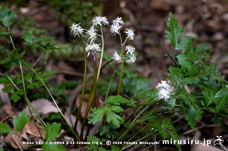 開花中のオウレン（セリバオウレン）　平塚市・中吉沢　2025/02/26