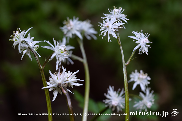 オウレン（セリバオウレン）の雄花と両性花　平塚市・中吉沢　2025/02/26