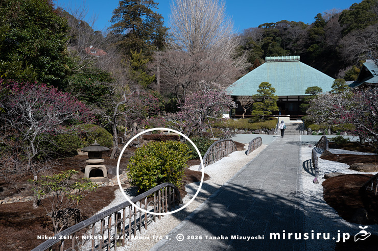 開花前のテンダイウヤクの雌株(白色丸囲い) 鎌倉市・浄妙寺 2025/02/27