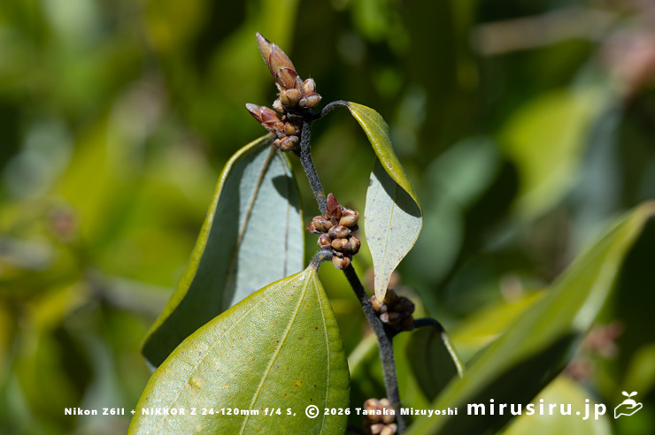 テンダイウヤクの雌株の蕾 鎌倉市・浄妙寺 2025/02/27