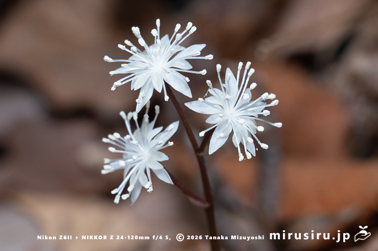 オウレン（セリバオウレン）の雄花　箱根湿生花園　2025/03/18