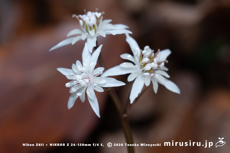 オウレン（セリバオウレン）の雄花と両性花　箱根湿生花園　2025/03/18