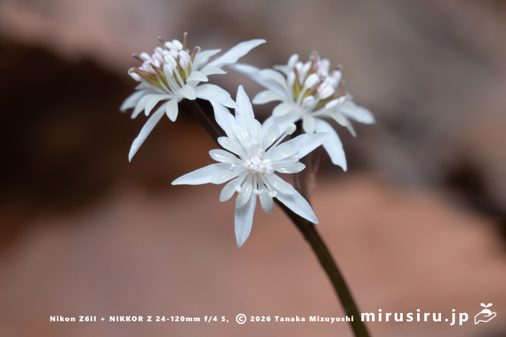 オウレン（セリバオウレン）の雄花と両性花　箱根湿生花園　2025/03/18