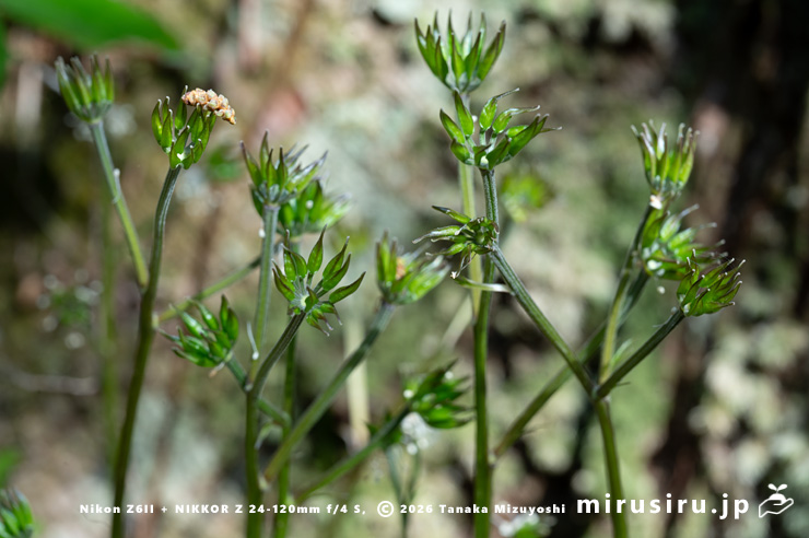 若い実がなったオウレン（セリバオウレン）　平塚市・中吉沢　2025/03/26