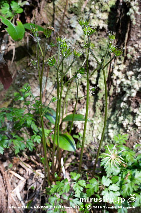 若い実がなったオウレン（セリバオウレン）　平塚市・中吉沢　2025/03/26