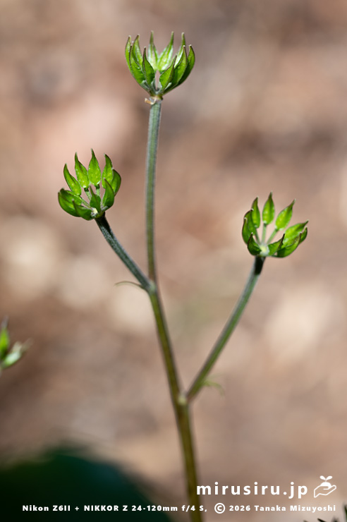 オウレン（セリバオウレン）の若い実　平塚市・中吉沢　2025/03/26