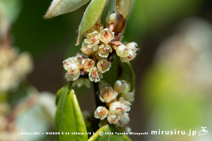 テンダイウヤクの(雌株の)雌花の咲き終わり 鎌倉市・浄妙寺 2025/04/09