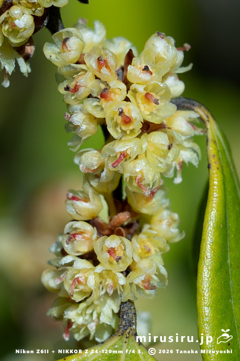 テンダイウヤクの(雌株の)雌花の咲き終わり 鎌倉市・浄妙寺 2025/04/09