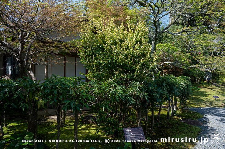 テンダイウヤクの雄株の咲き終わり 小田原市・松永記念館 2025/04/12