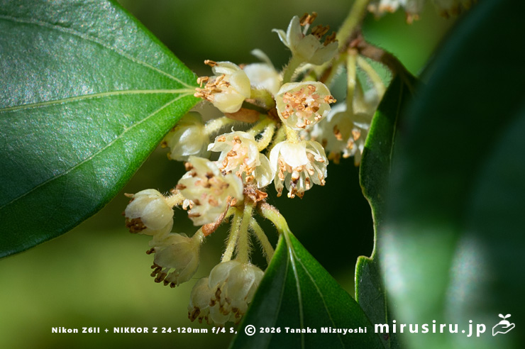 テンダイウヤクの(雄株の)雄花の咲き終わり 小田原市・松永記念館 2025/04/12