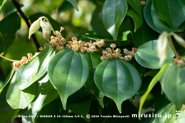 テンダイウヤクの雄株の咲き終わり 小田原市・松永記念館 2025/04/12