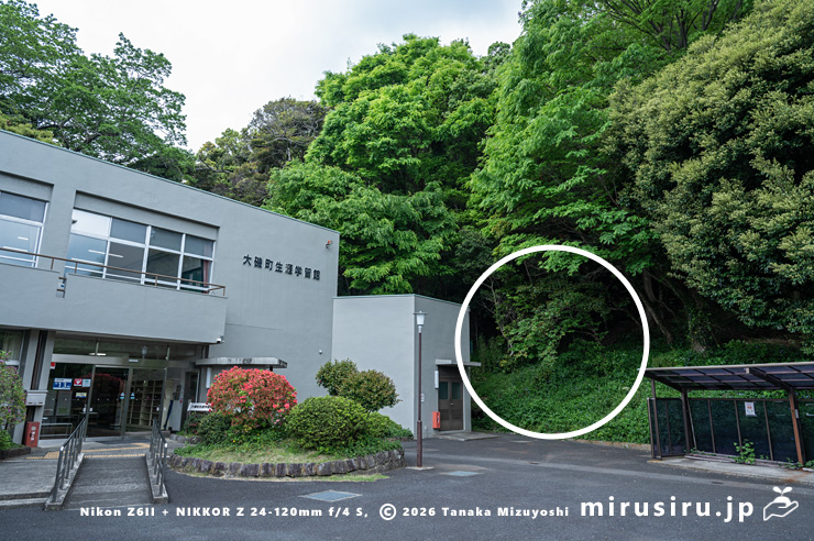 実が熟し始めたシナミザクラ（白色丸印）　大磯町・生涯学習館　2025/04/26