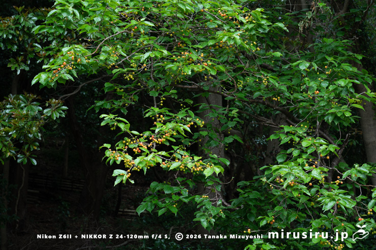 実が熟し始めたシナミザクラ　大磯町・生涯学習館　2025/04/26