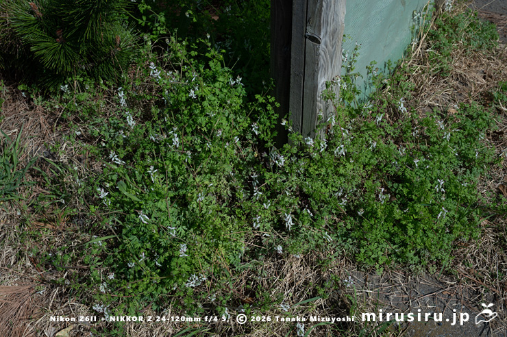 車道沿いの植え桝に生えた開花中のニセカラクサケマン 鎌倉市由比ガ浜 2026/03/09
