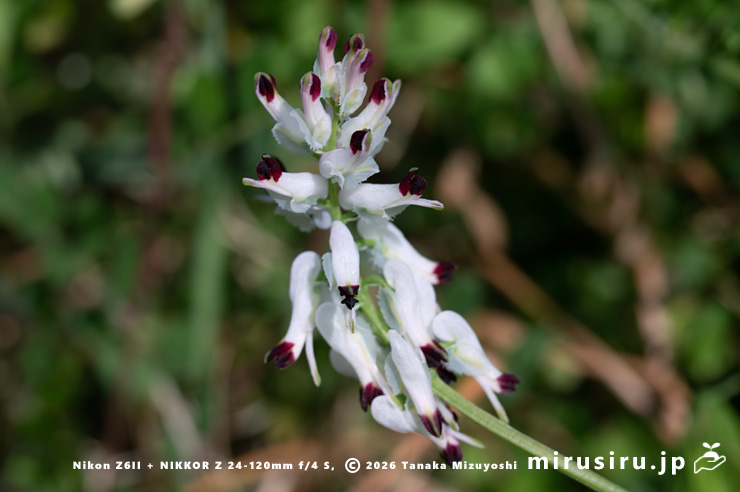 ニセカラクサケマンの花 鎌倉市由比ガ浜 2026/03/09