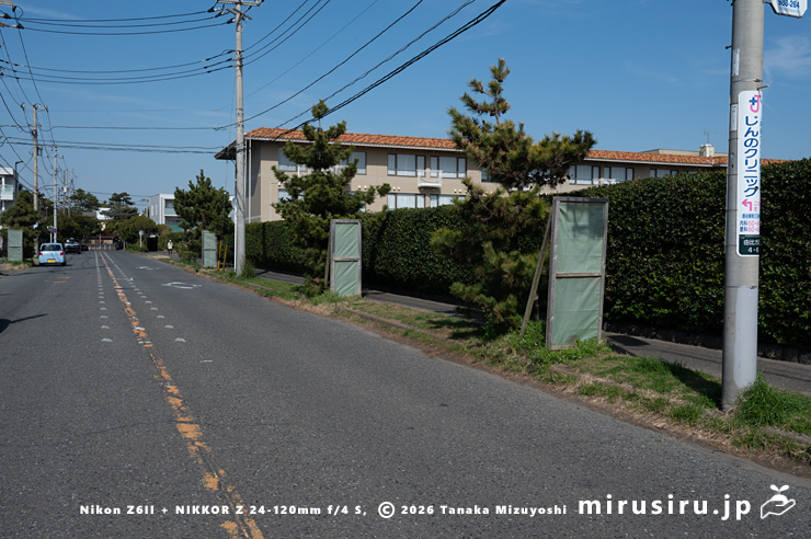 ニセカラクサケマンが帰化している市道 鎌倉市由比ガ浜 2026/03/09