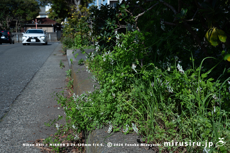 車道沿いの植え桝に生えた開花中のニセカラクサケマン 鎌倉市由比ガ浜 2026/03/09
