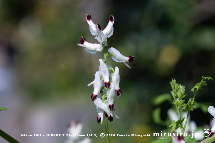 ニセカラクサケマンの花 鎌倉市由比ガ浜 2026/03/09