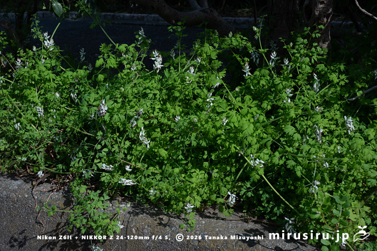 車道沿いの植え桝に生えた開花中のニセカラクサケマン 鎌倉市由比ガ浜 2026/03/09