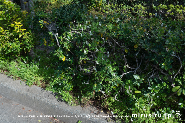 トベラの植え込みを蔓植物化して登ったニセカラクサケマン 鎌倉市由比ガ浜 2026/03/09