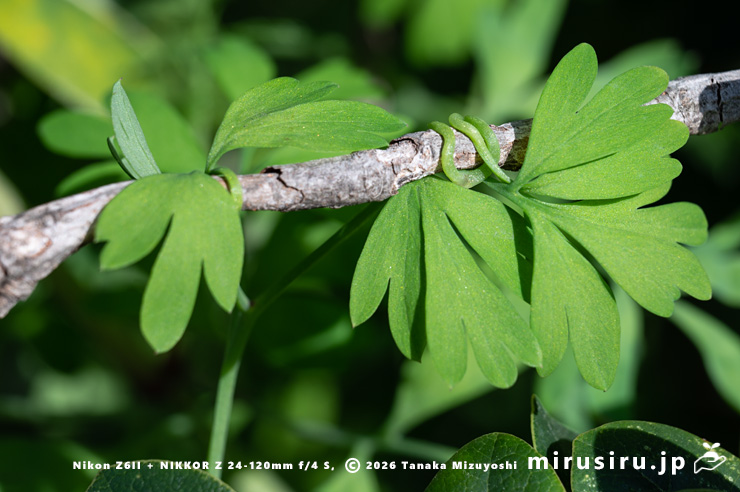 木の枝に巻き付いたニセカラクサケマンの葉の軸 鎌倉市由比ガ浜 2026/03/09