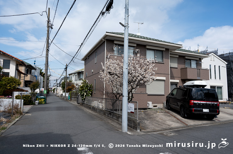 住宅地に植えられたややピーク過ぎのシナミザクラ　茅ヶ崎市東海岸南　2019/03/13