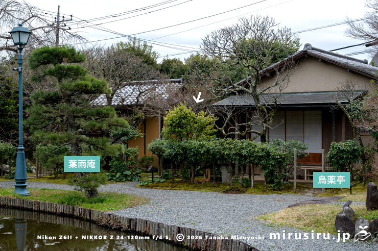 開花中のテンダイウヤクの雄株(白色矢印) 小田原市・松永記念館 2026/03/23