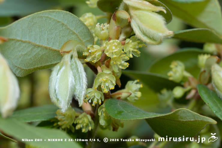 テンダイウヤクの(雄株の)雄花 小田原市・松永記念館 2026/03/23
