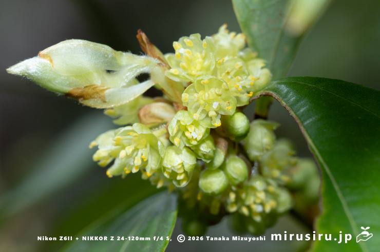 テンダイウヤクの(雄株の)雄花 小田原市・松永記念館 2026/03/23