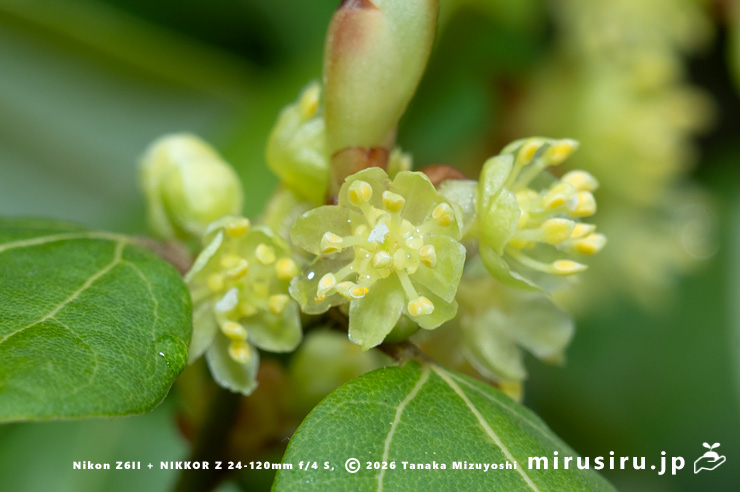 テンダイウヤクの(雄株の)雄花 小田原市・松永記念館 2026/03/23