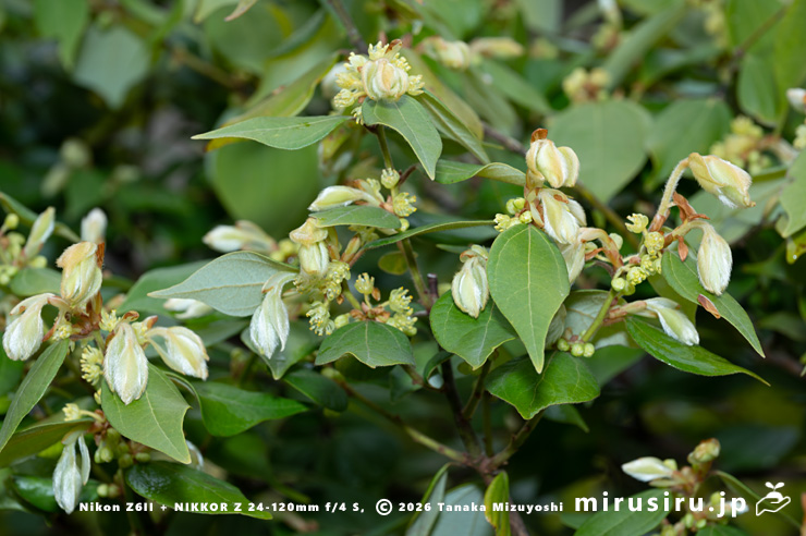 開花中のテンダイウヤクの雄株 小田原市・松永記念館 2026/03/23